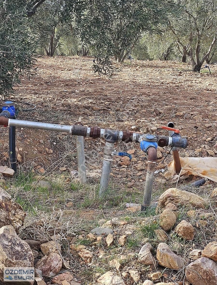 İçerisinde Yetişkin 140 Adet Zeytin Ağaçlı Satılık Tarla - Görsel 15