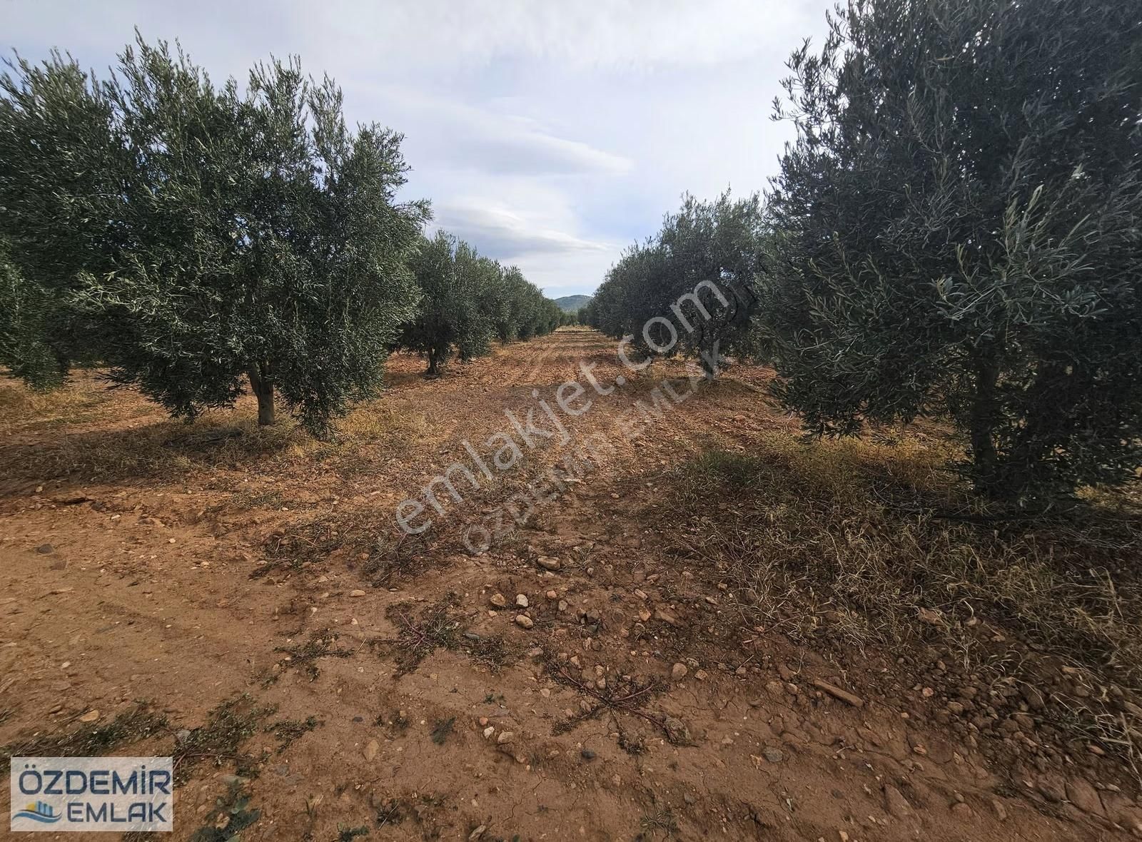 İçerisinde Yetişkin 140 Adet Zeytin Ağaçlı Satılık Tarla - Görsel 8