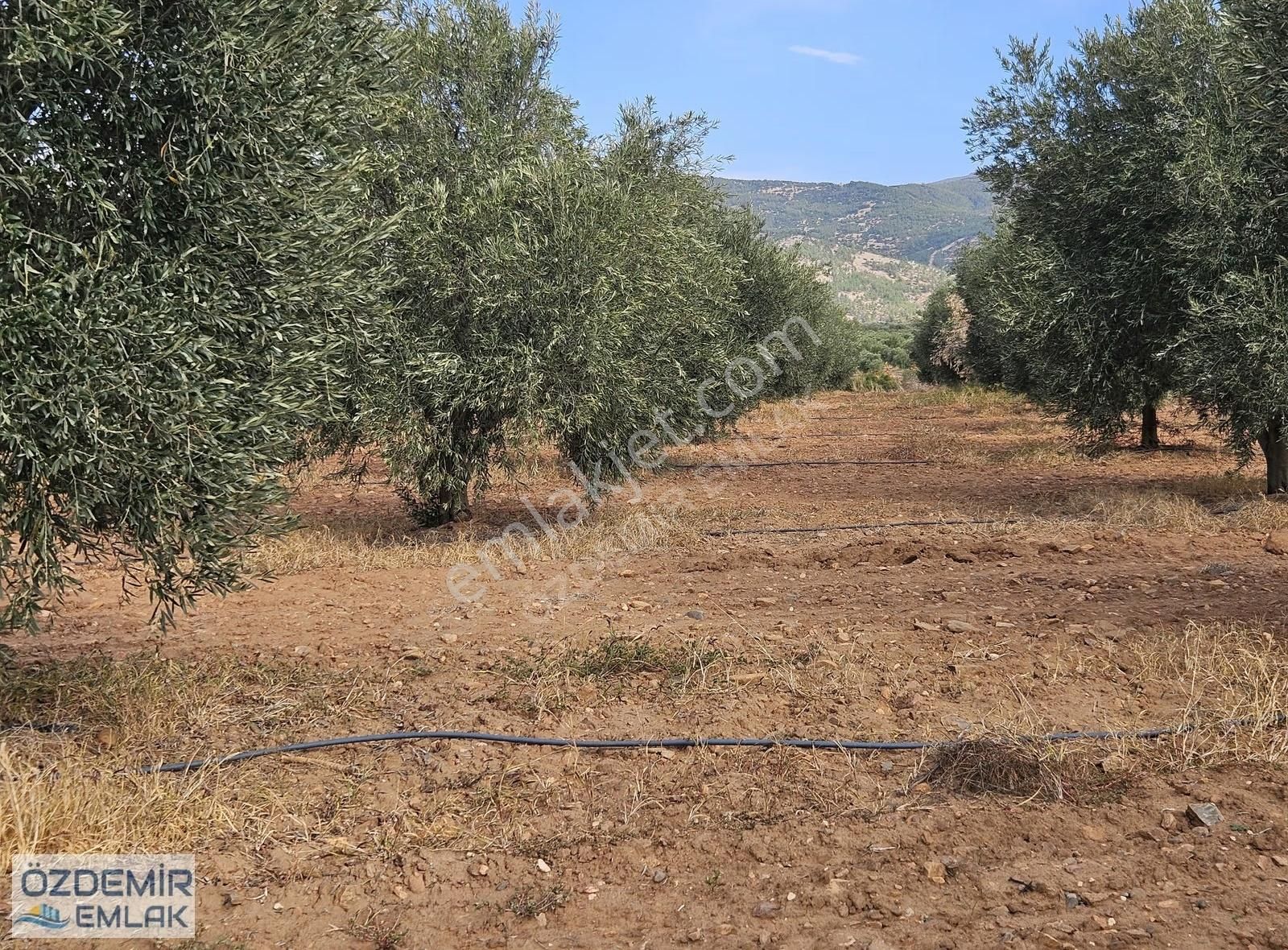 İçerisinde Yetişkin 140 Adet Zeytin Ağaçlı Satılık Tarla - Görsel 31