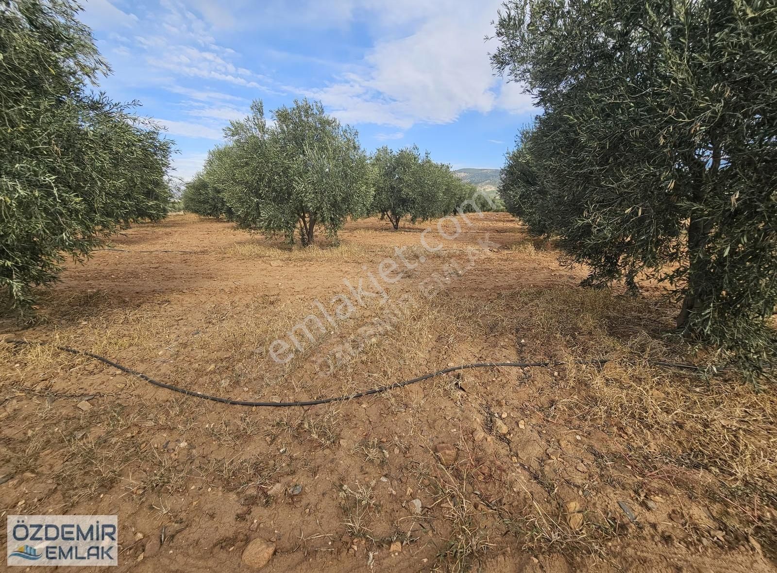 İçerisinde Yetişkin 140 Adet Zeytin Ağaçlı Satılık Tarla - Görsel 23