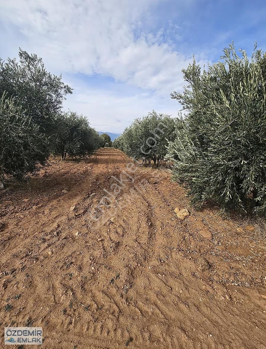İçerisinde Yetişkin 140 Adet Zeytin Ağaçlı Satılık Tarla - Görsel 26
