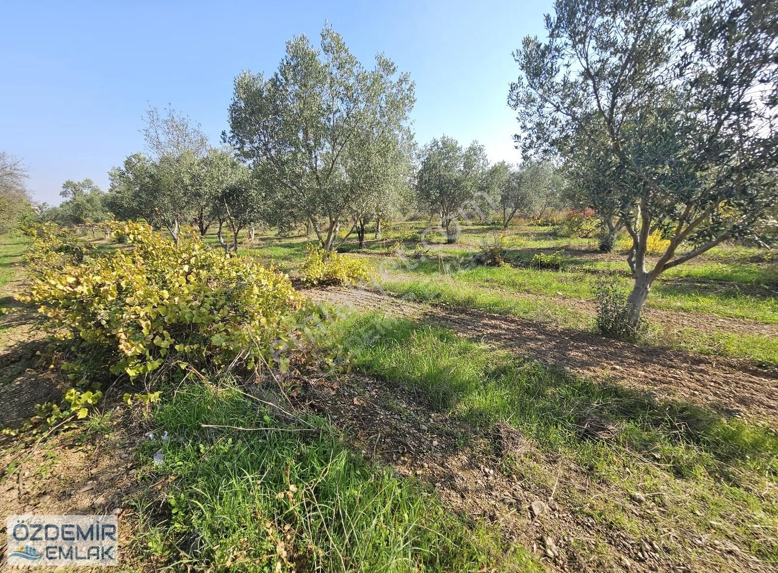Özdemir Emlaktan Satılı Yatırımlık Tek Tapu Zeytinli Tarla - Görsel 35
