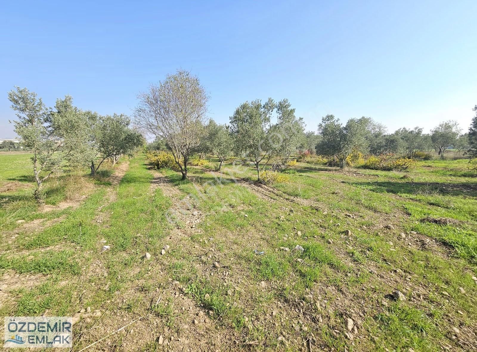 Özdemir Emlaktan Satılı Yatırımlık Tek Tapu Zeytinli Tarla - Görsel 2