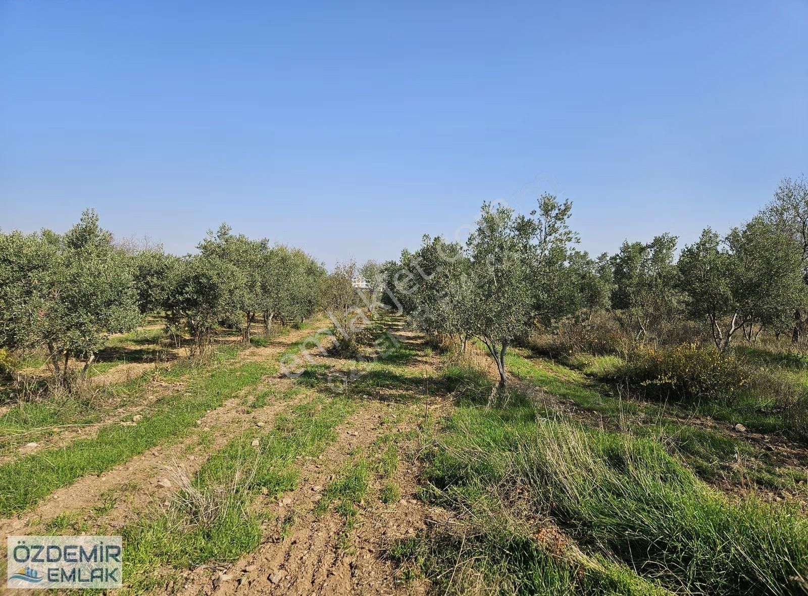 Özdemir Emlaktan Satılı Yatırımlık Tek Tapu Zeytinli Tarla - Görsel 32