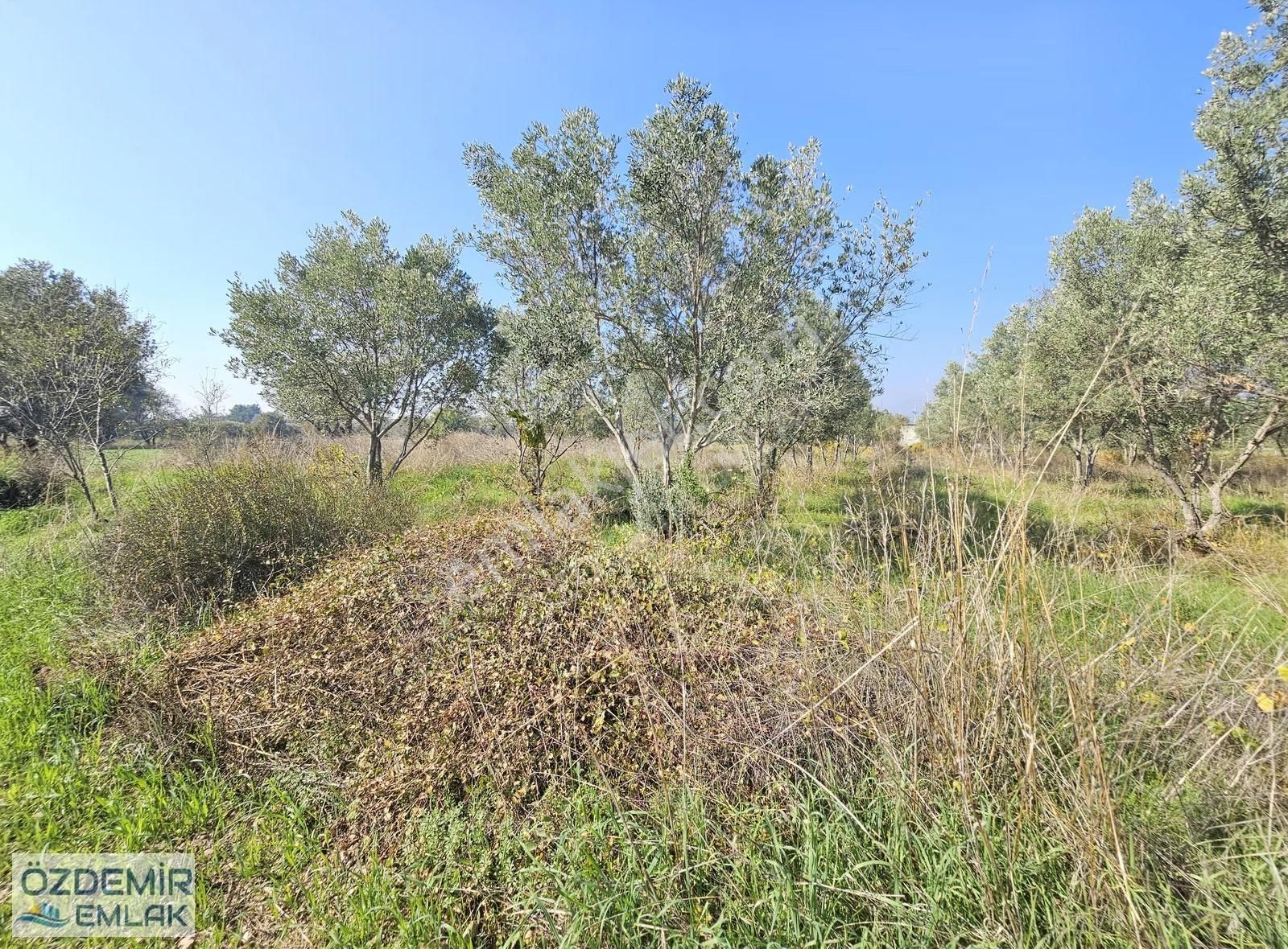Özdemir Emlaktan Satılı Yatırımlık Tek Tapu Zeytinli Tarla - Görsel 21