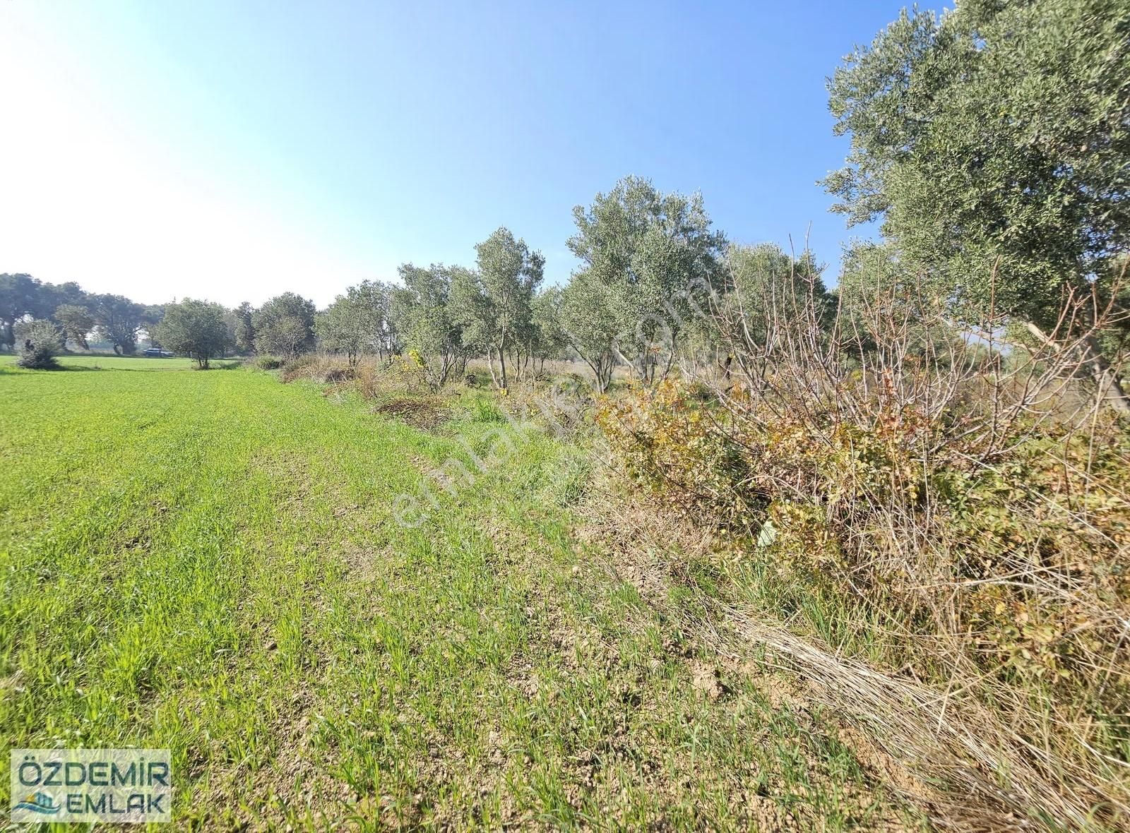 Özdemir Emlaktan Satılı Yatırımlık Tek Tapu Zeytinli Tarla - Görsel 14