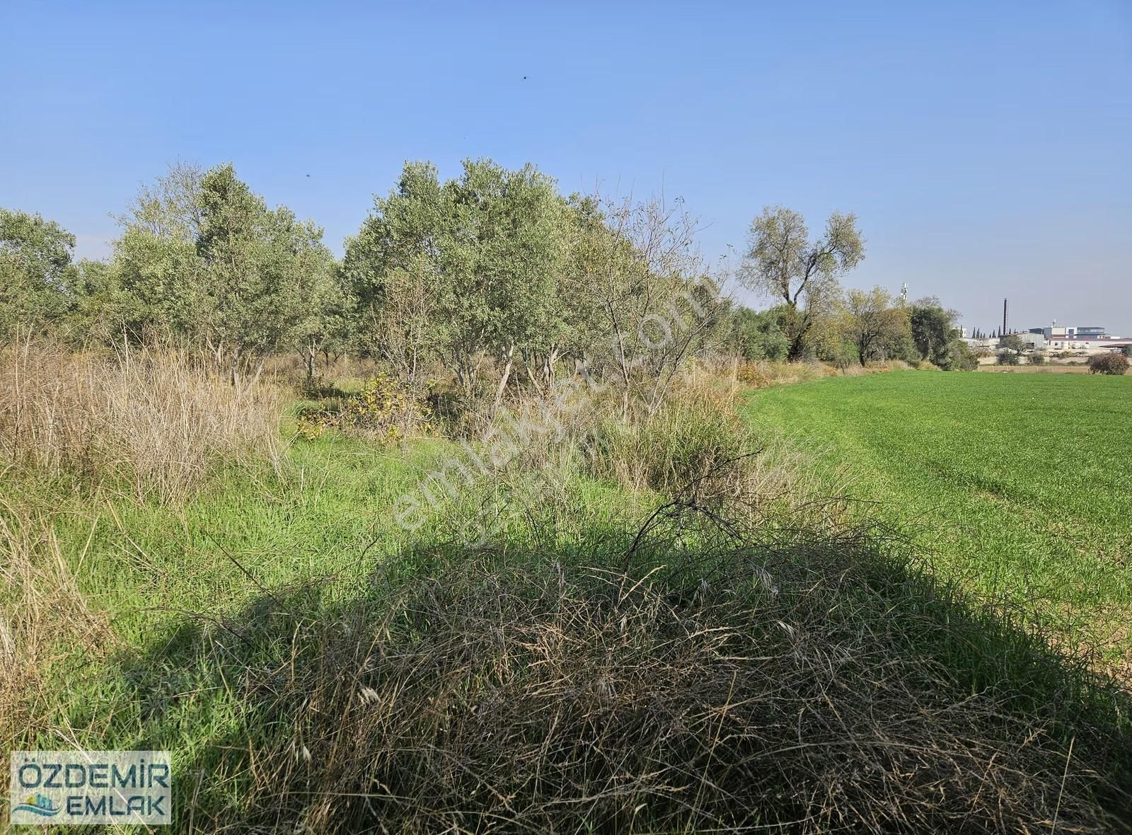 Özdemir Emlaktan Satılı Yatırımlık Tek Tapu Zeytinli Tarla - Görsel 7