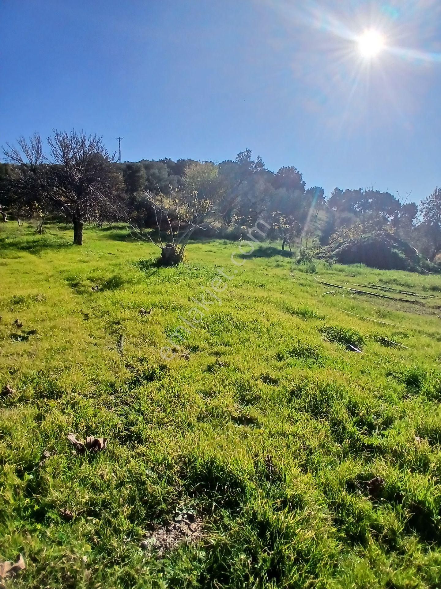 İzmir Ödemiş Kirazda 18 Dönüm Tek Tapu - Görsel 21