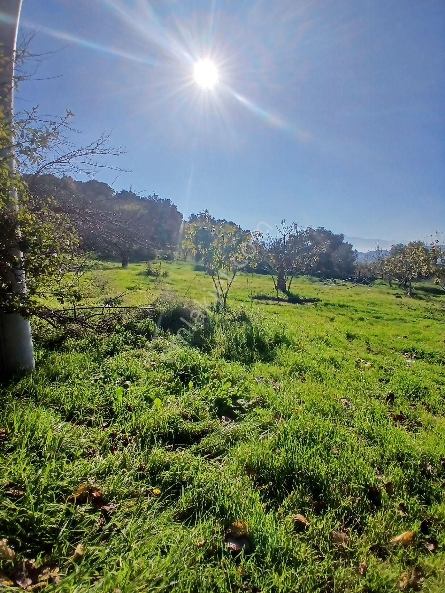 İzmir Ödemiş Kirazda 18 Dönüm Tek Tapu - Görsel 13
