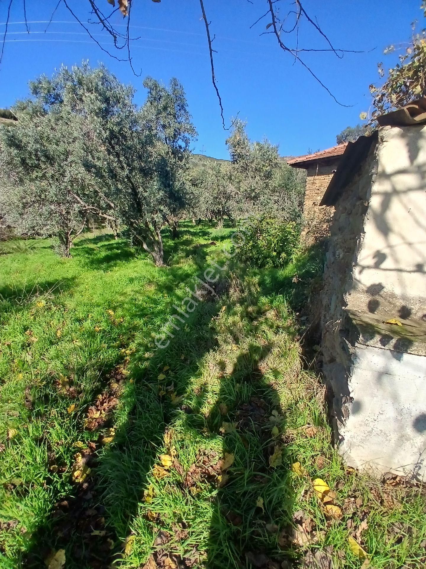 İzmir Ödemiş Kirazda 18 Dönüm Tek Tapu - Görsel 10