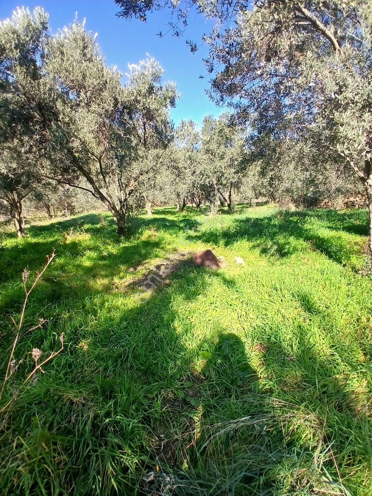 İzmir Ödemiş Kirazda 18 Dönüm Tek Tapu - Görsel 6