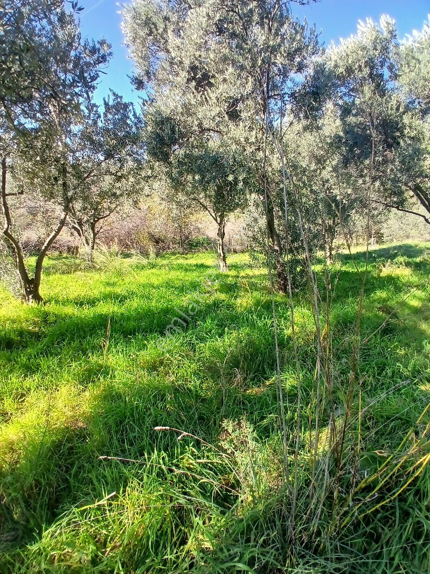 İzmir Ödemiş Kirazda 18 Dönüm Tek Tapu - Görsel 5