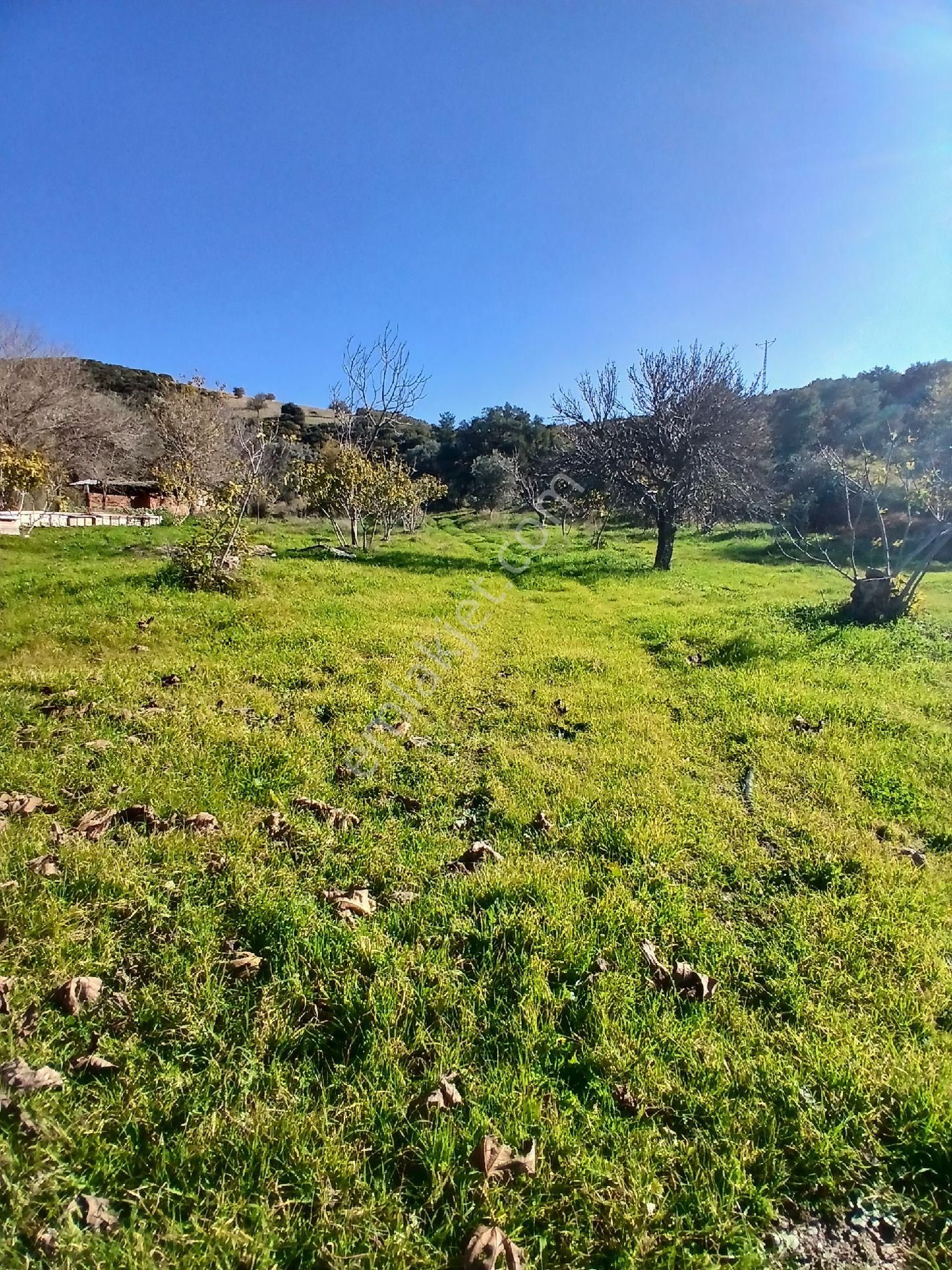 İzmir Ödemiş Kirazda 18 Dönüm Tek Tapu - Görsel 22