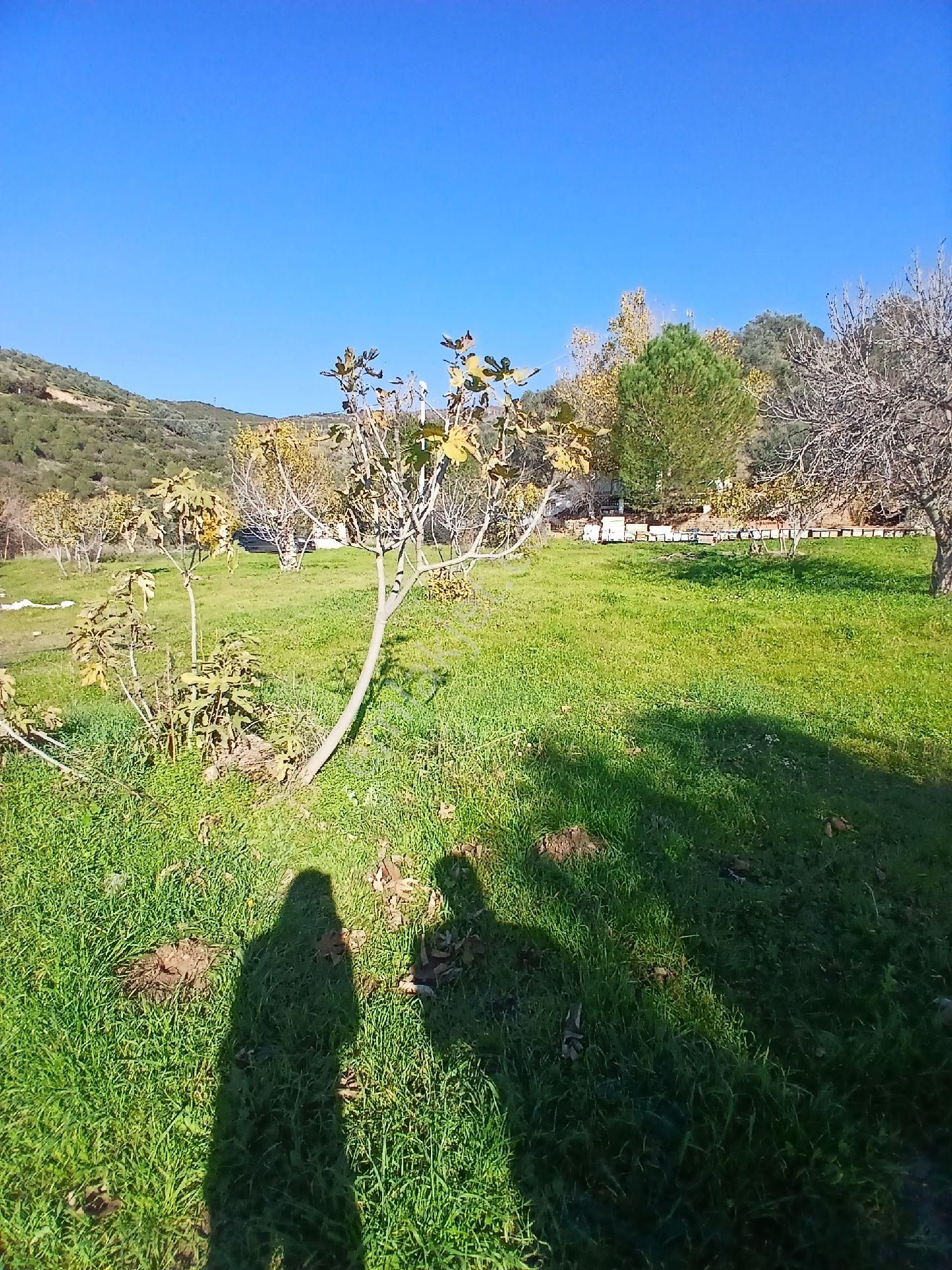 İzmir Ödemiş Kirazda 18 Dönüm Tek Tapu - Görsel 17