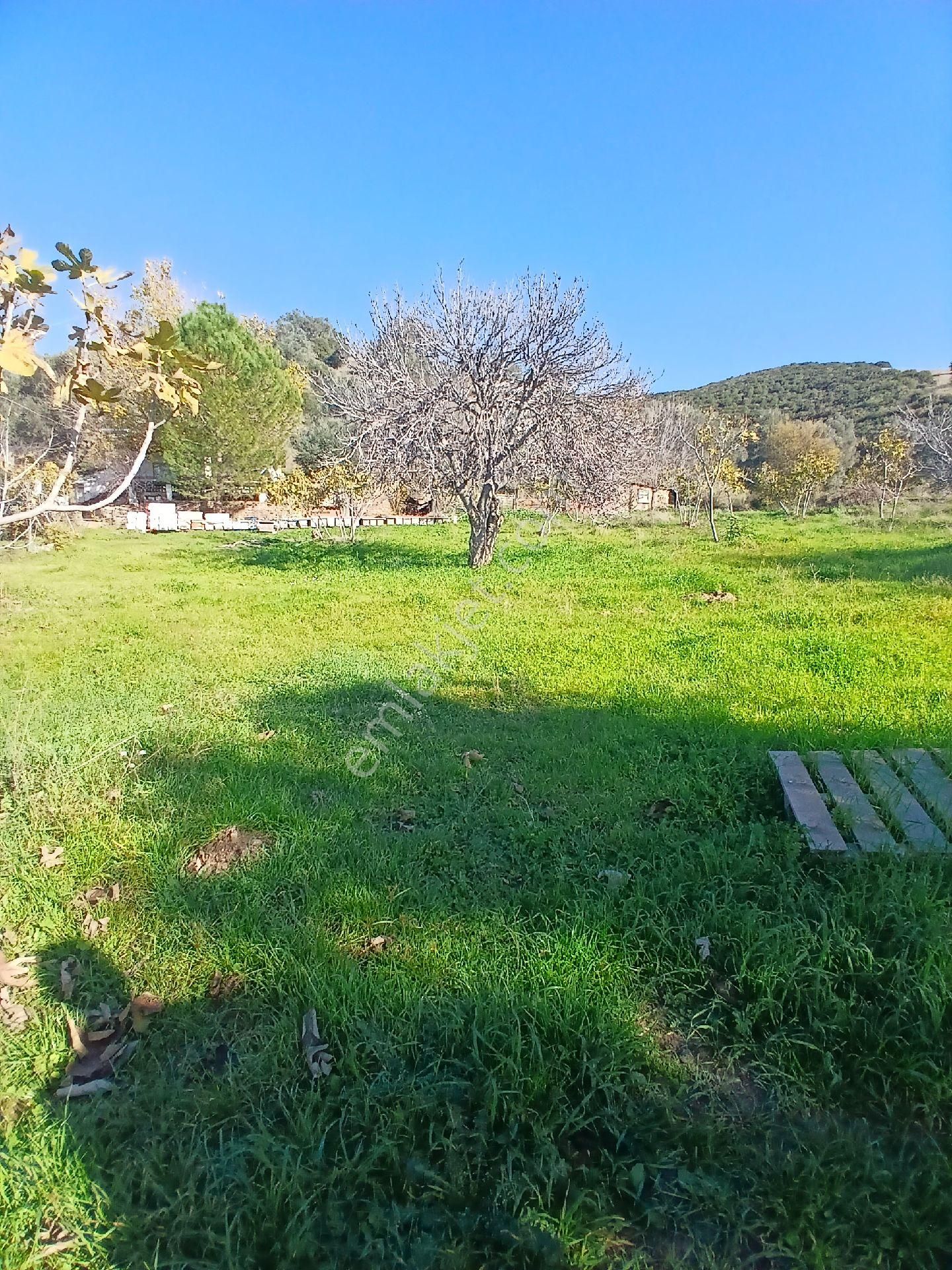 İzmir Ödemiş Kirazda 18 Dönüm Tek Tapu - Görsel 18