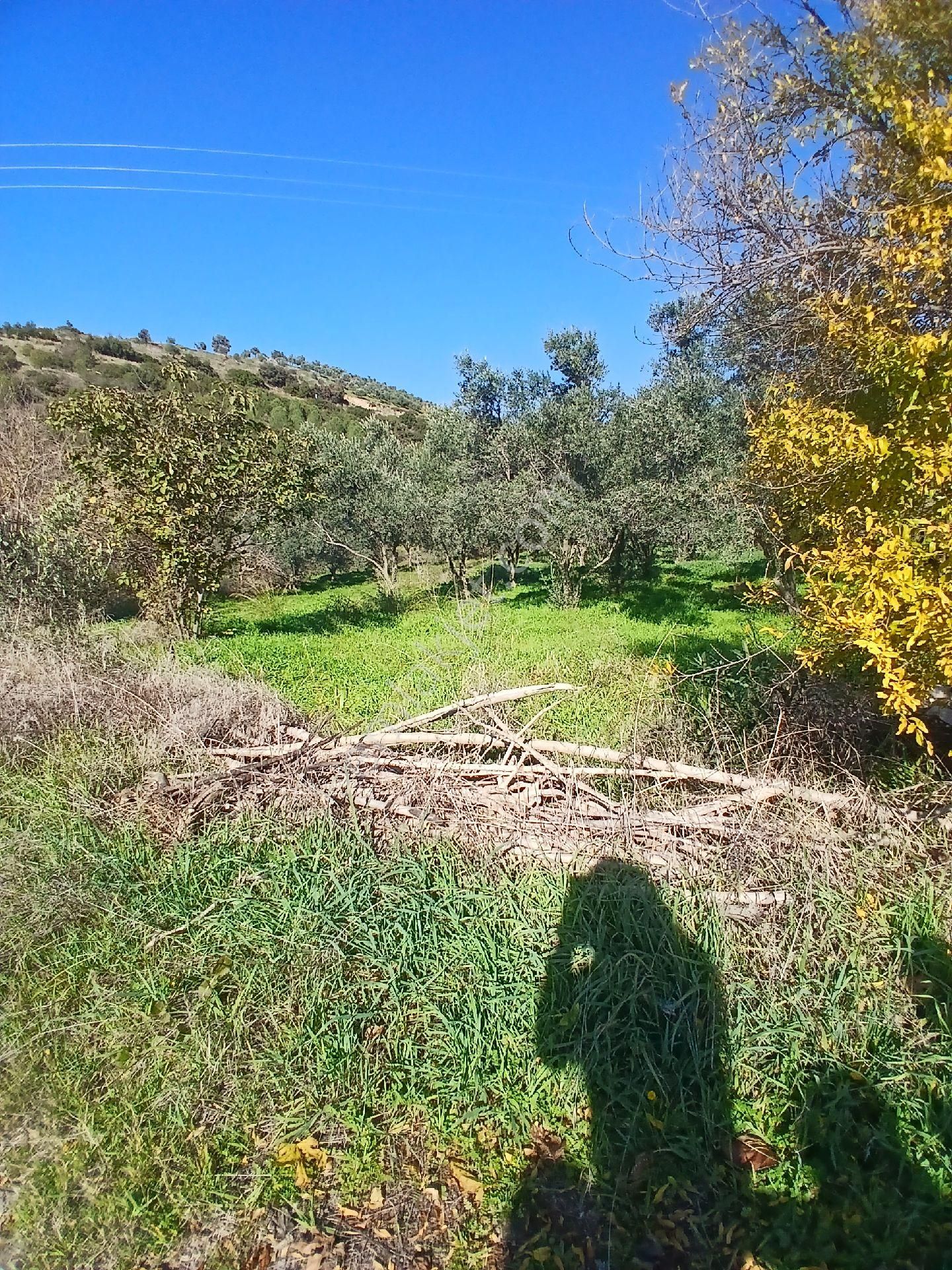 İzmir Ödemiş Kirazda 18 Dönüm Tek Tapu - Görsel 2