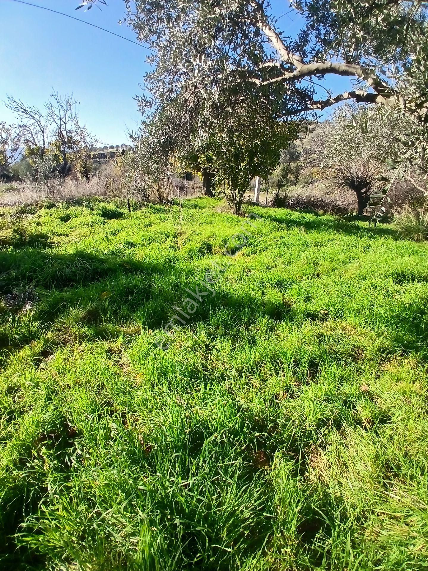 İzmir Ödemiş Kirazda 18 Dönüm Tek Tapu - Görsel 4
