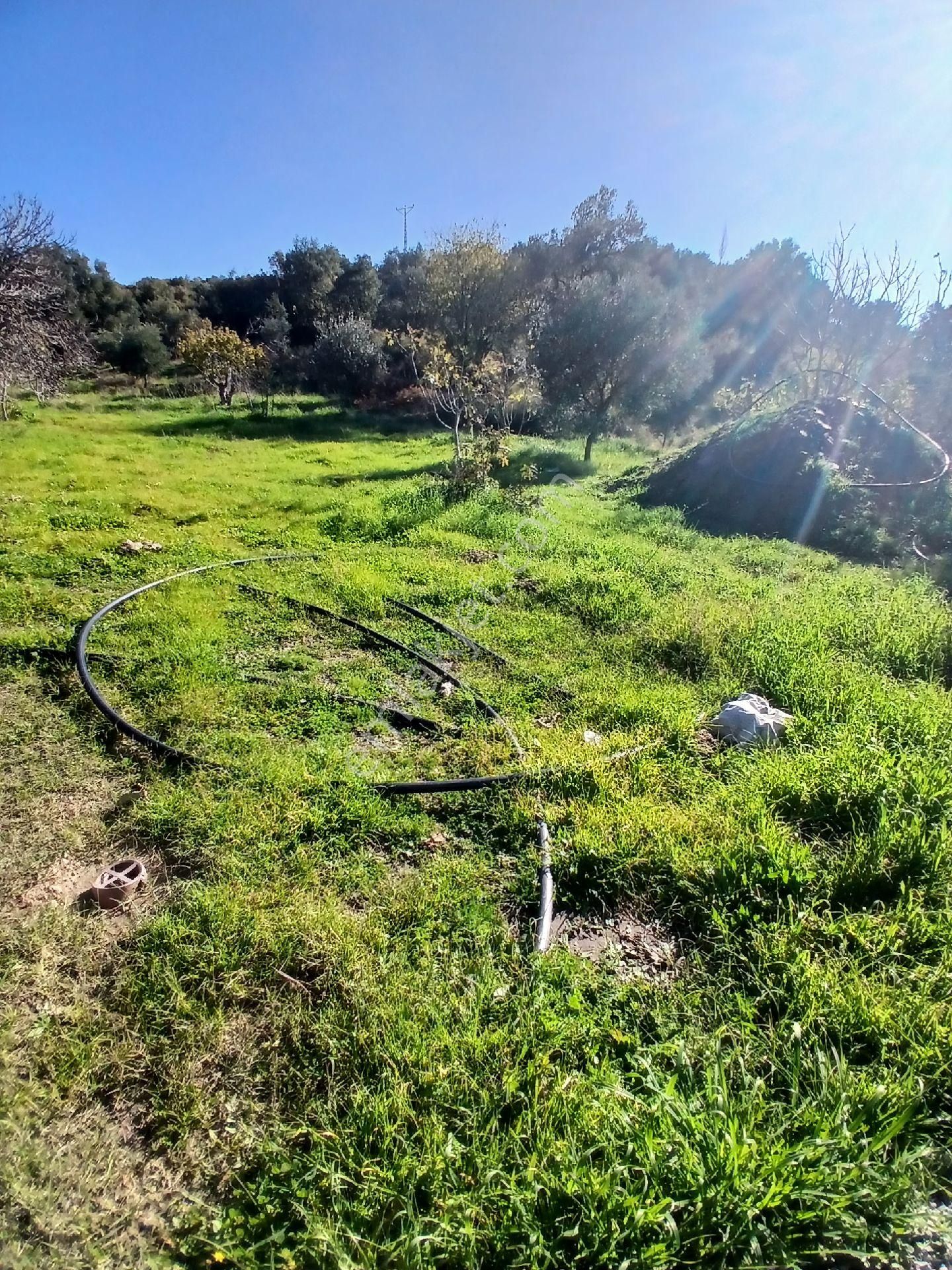 İzmir Ödemiş Kirazda 18 Dönüm Tek Tapu - Görsel 19