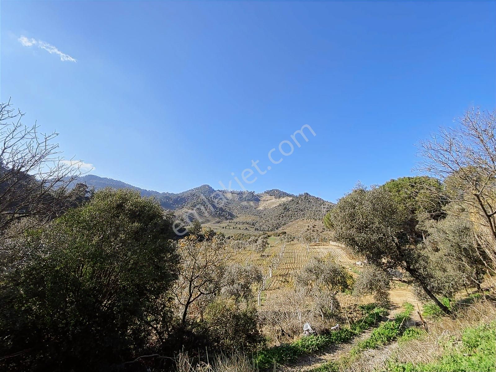 Aydın Efeler Böcek De Satılık 22 Dönüm Zeytinlik - Görsel 13