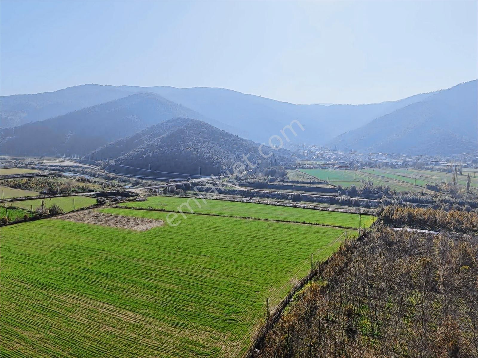 Aydın Efeler Böcek De Satılık 22 Dönüm Zeytinlik - Görsel 22