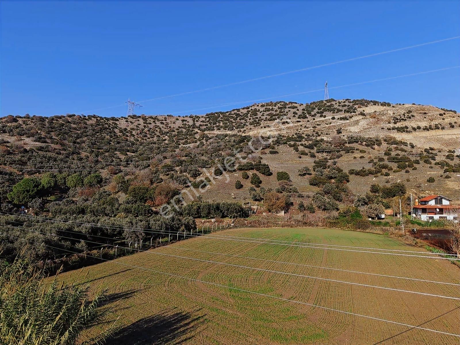 Aydın Efeler Böcek De Satılık 22 Dönüm Zeytinlik - Görsel 24