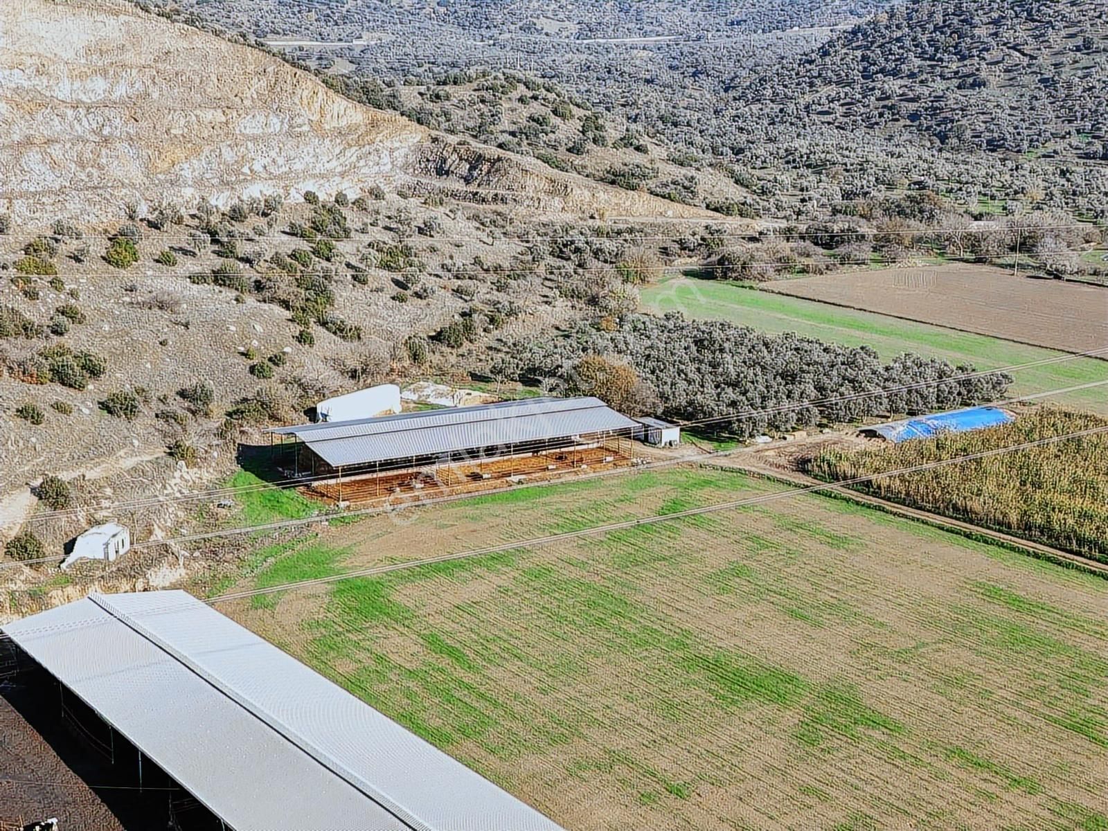 Aydın Efeler Böcek De Satılık 22 Dönüm Zeytinlik - Görsel 2