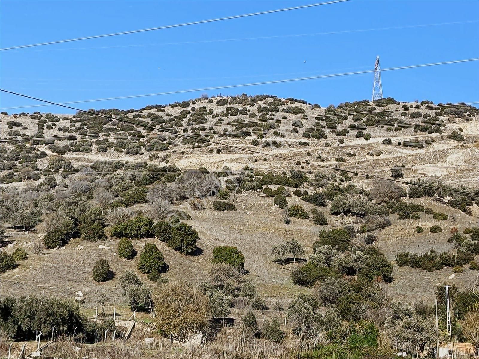 Aydın Efeler Böcek De Satılık 22 Dönüm Zeytinlik - Görsel 7