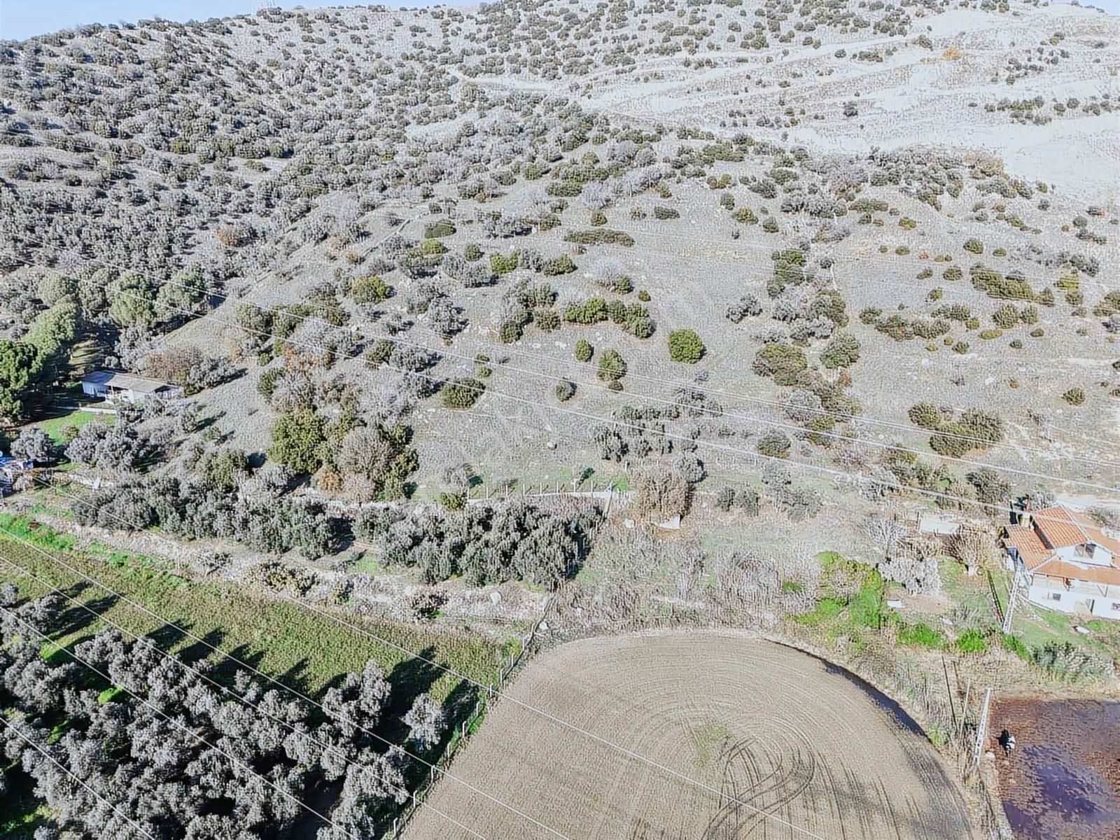 Aydın Efeler Böcek De Satılık 22 Dönüm Zeytinlik - Görsel 11