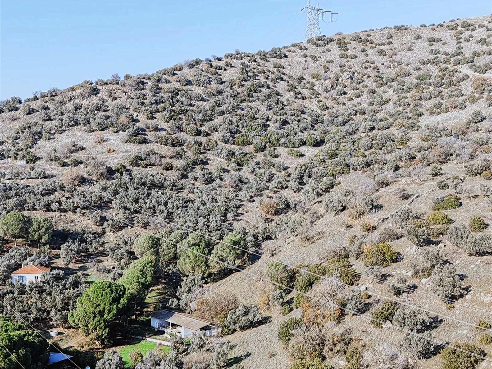 Aydın Efeler Böcek De Satılık 22 Dönüm Zeytinlik - Görsel 3