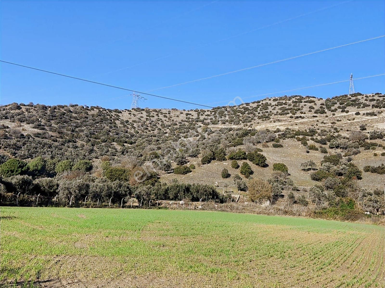 Aydın Efeler Böcek De Satılık 22 Dönüm Zeytinlik - Görsel 5