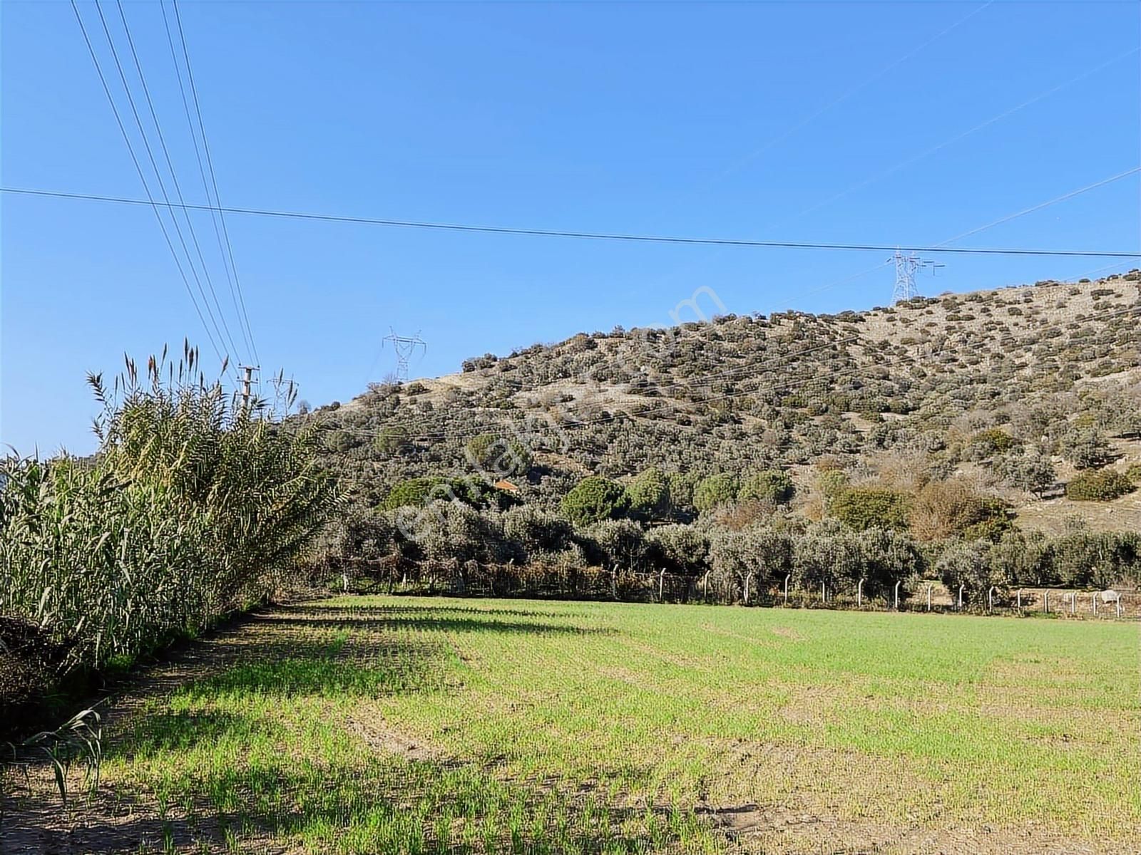 Aydın Efeler Böcek De Satılık 22 Dönüm Zeytinlik - Görsel 4