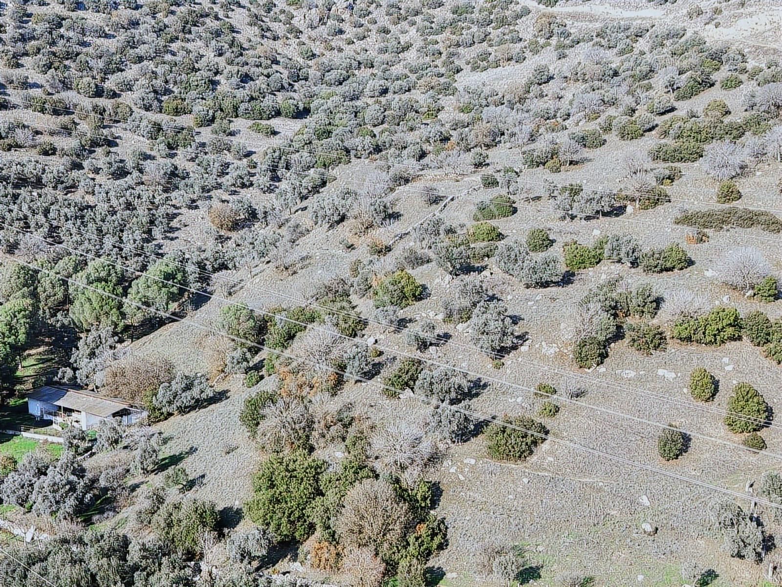 Aydın Efeler Böcek De Satılık 22 Dönüm Zeytinlik - Görsel 17