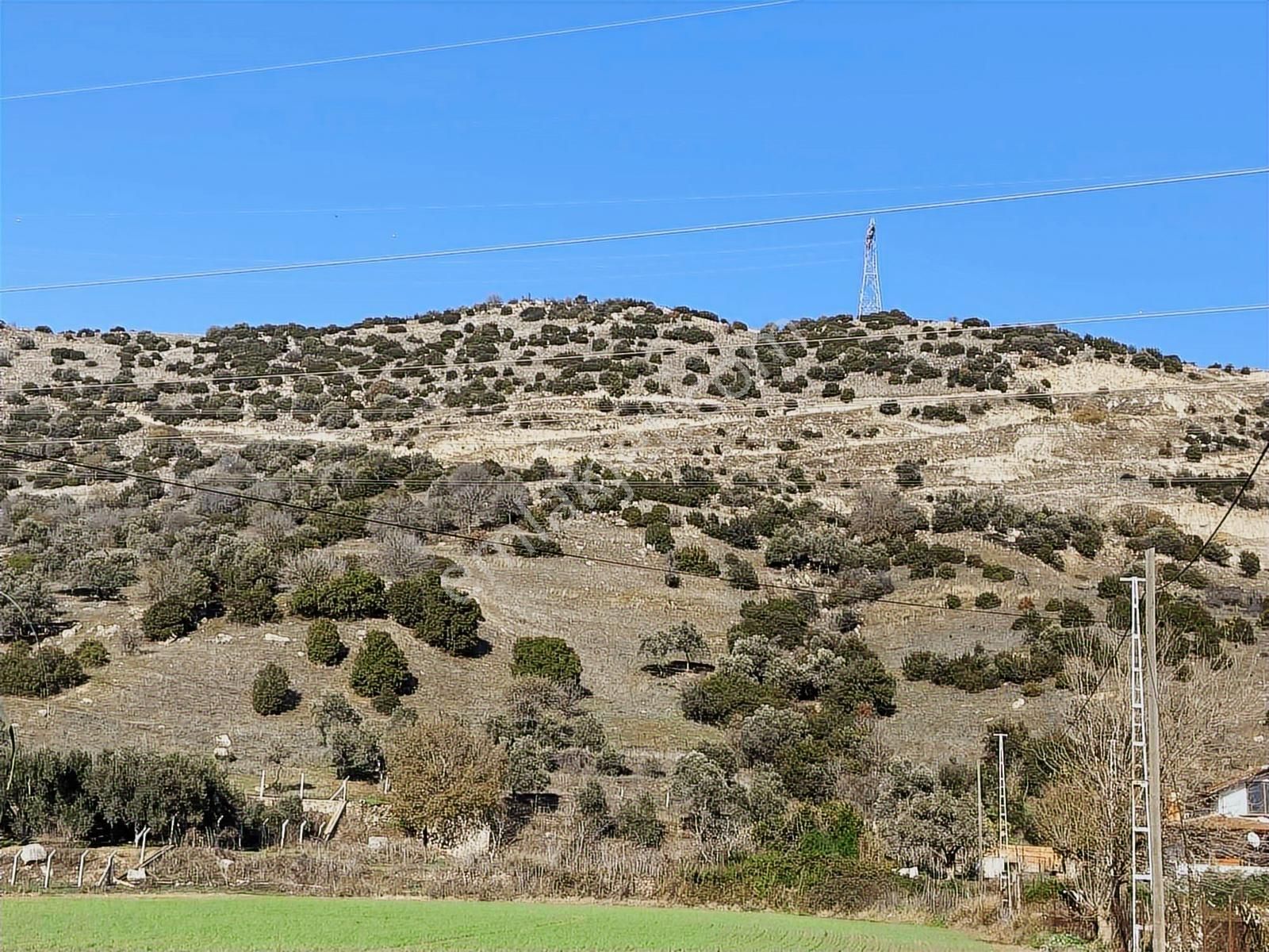 Aydın Efeler Böcek De Satılık 22 Dönüm Zeytinlik - Görsel 6