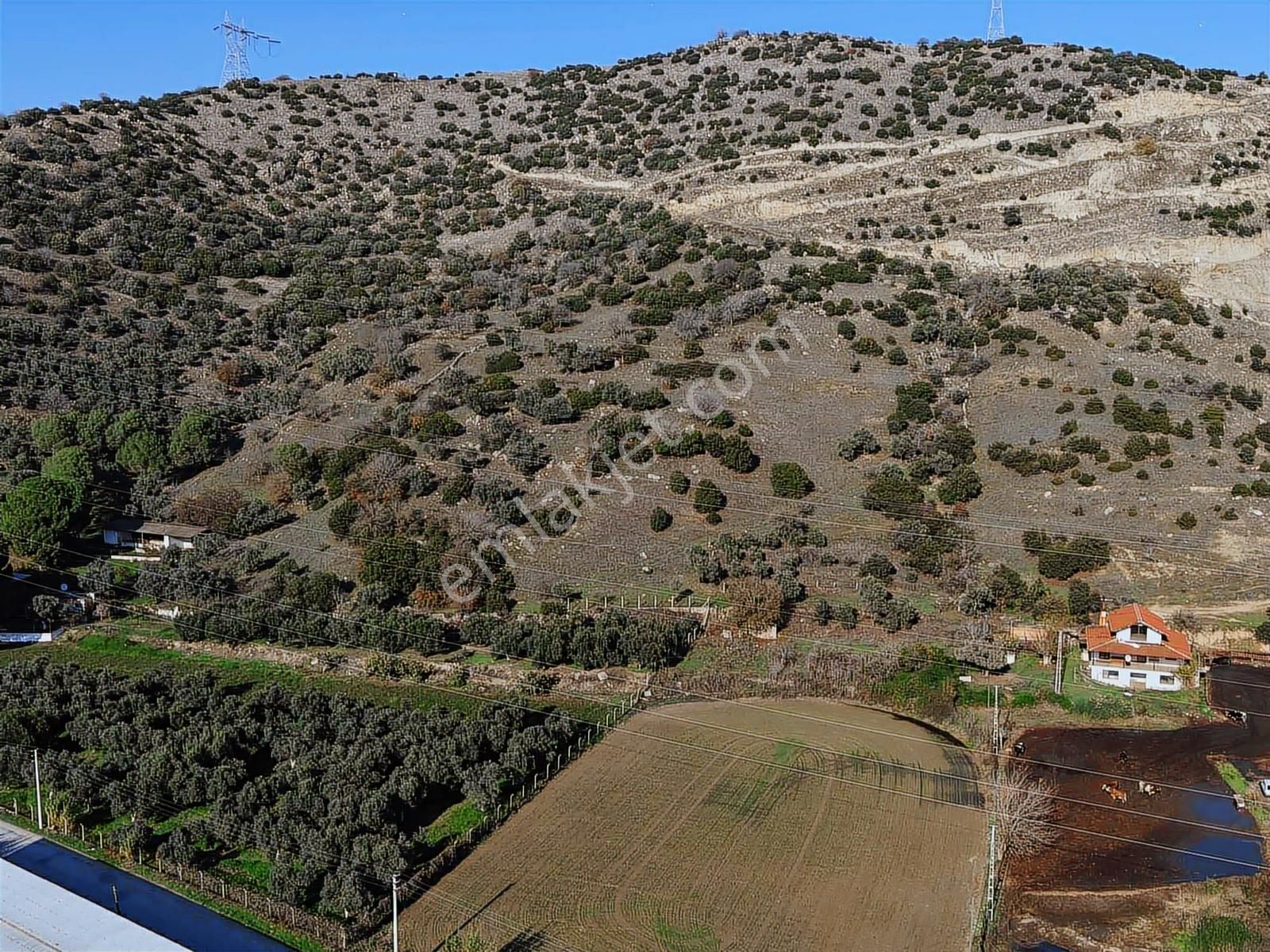 Aydın Efeler Böcek De Satılık 22 Dönüm Zeytinlik - Görsel 18