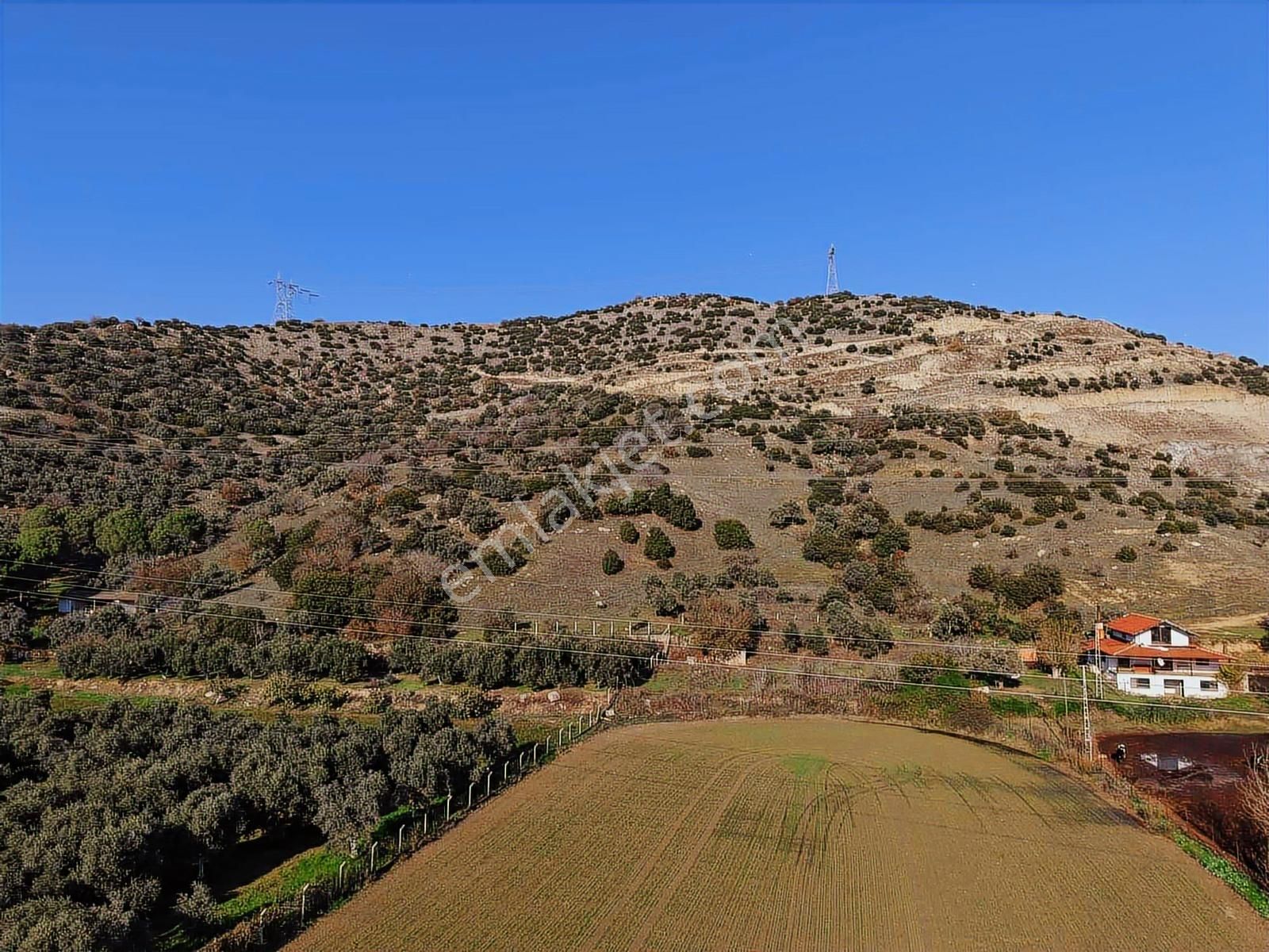 Aydın Efeler Böcek De Satılık 22 Dönüm Zeytinlik - Görsel 12