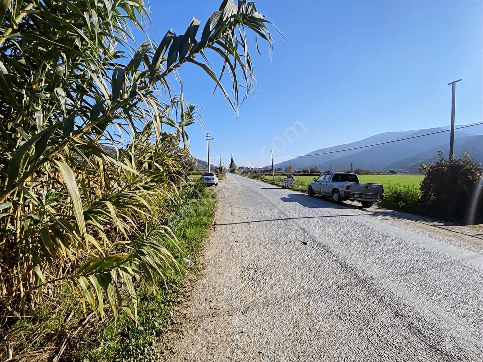 Aydın Efeler Böcek De Satılık 22 Dönüm Zeytinlik - Görsel 15