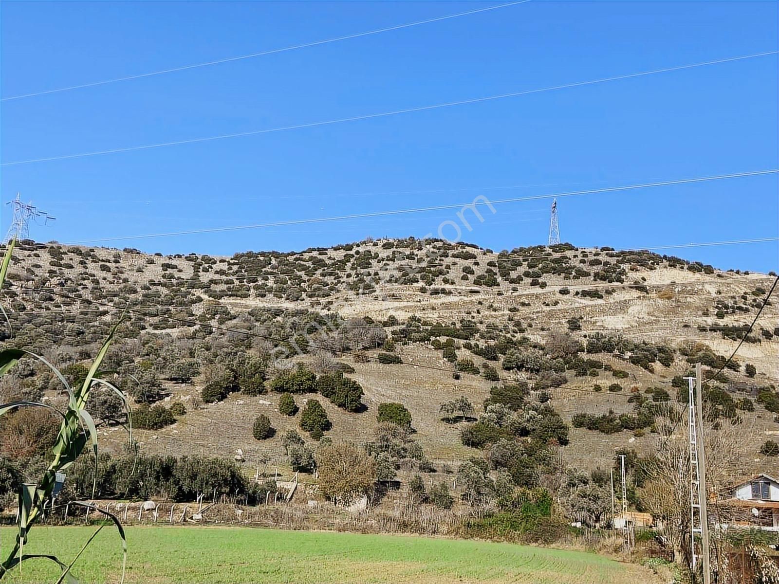 Aydın Efeler Böcek De Satılık 22 Dönüm Zeytinlik - Görsel 20