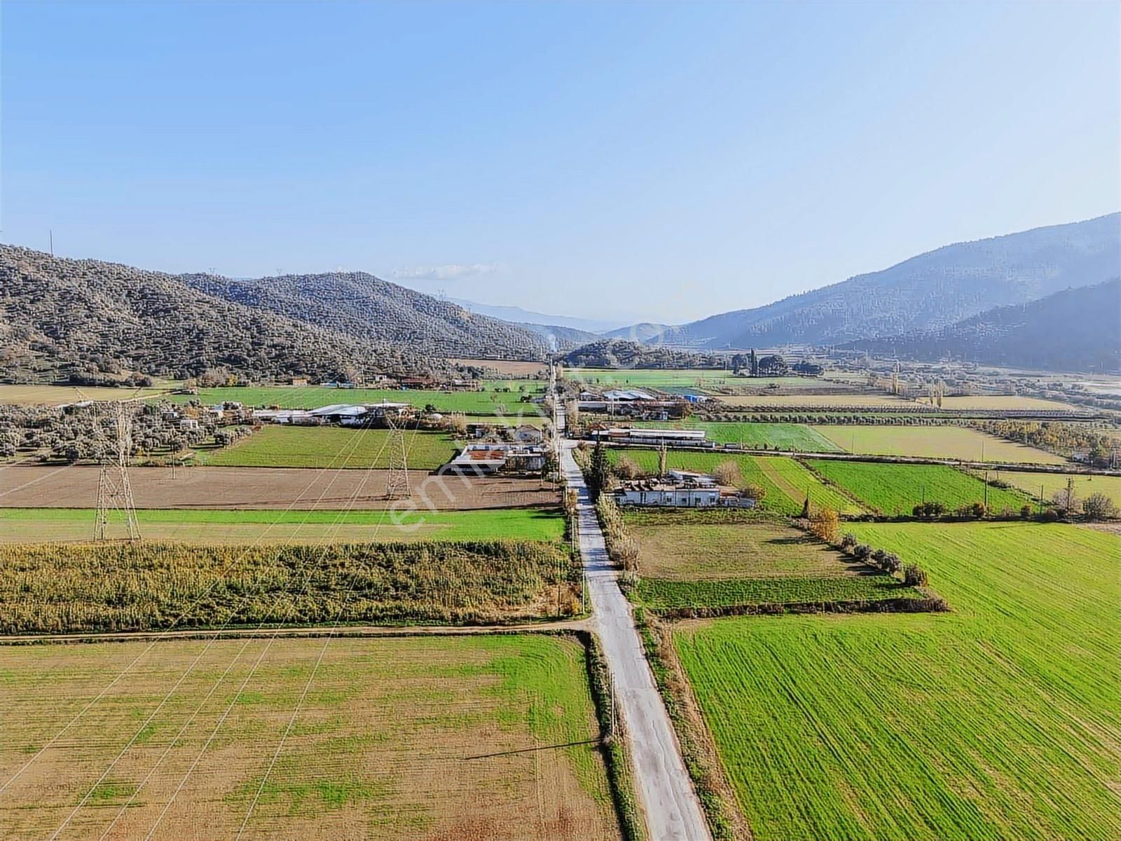 Aydın Efeler Böcek De Satılık 22 Dönüm Zeytinlik - Görsel 14