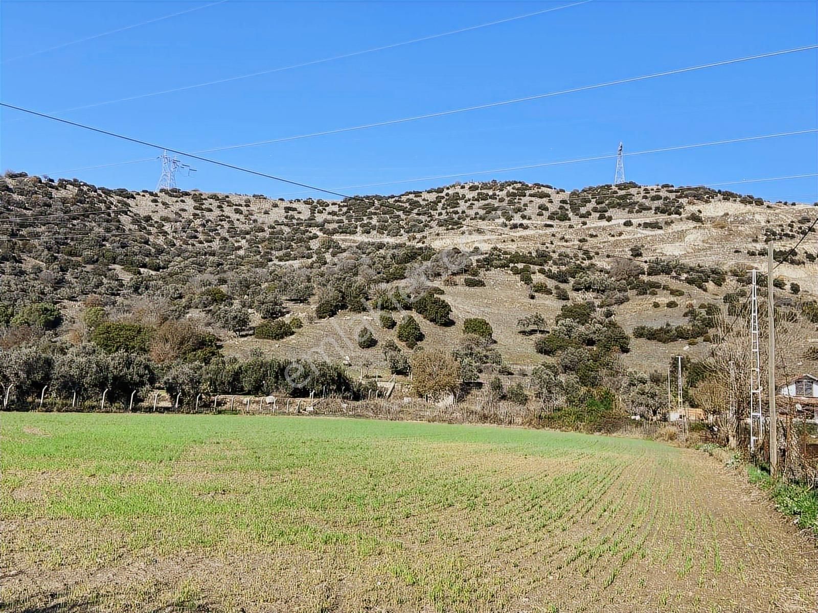 Aydın Efeler Böcek De Satılık 22 Dönüm Zeytinlik - Görsel 21