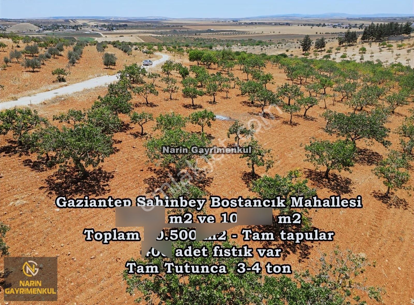 Şahinbey Bostancık 400 Fıstık, 2 Ton Ürün,resmi Yol, Kuyu Var - Görsel 15