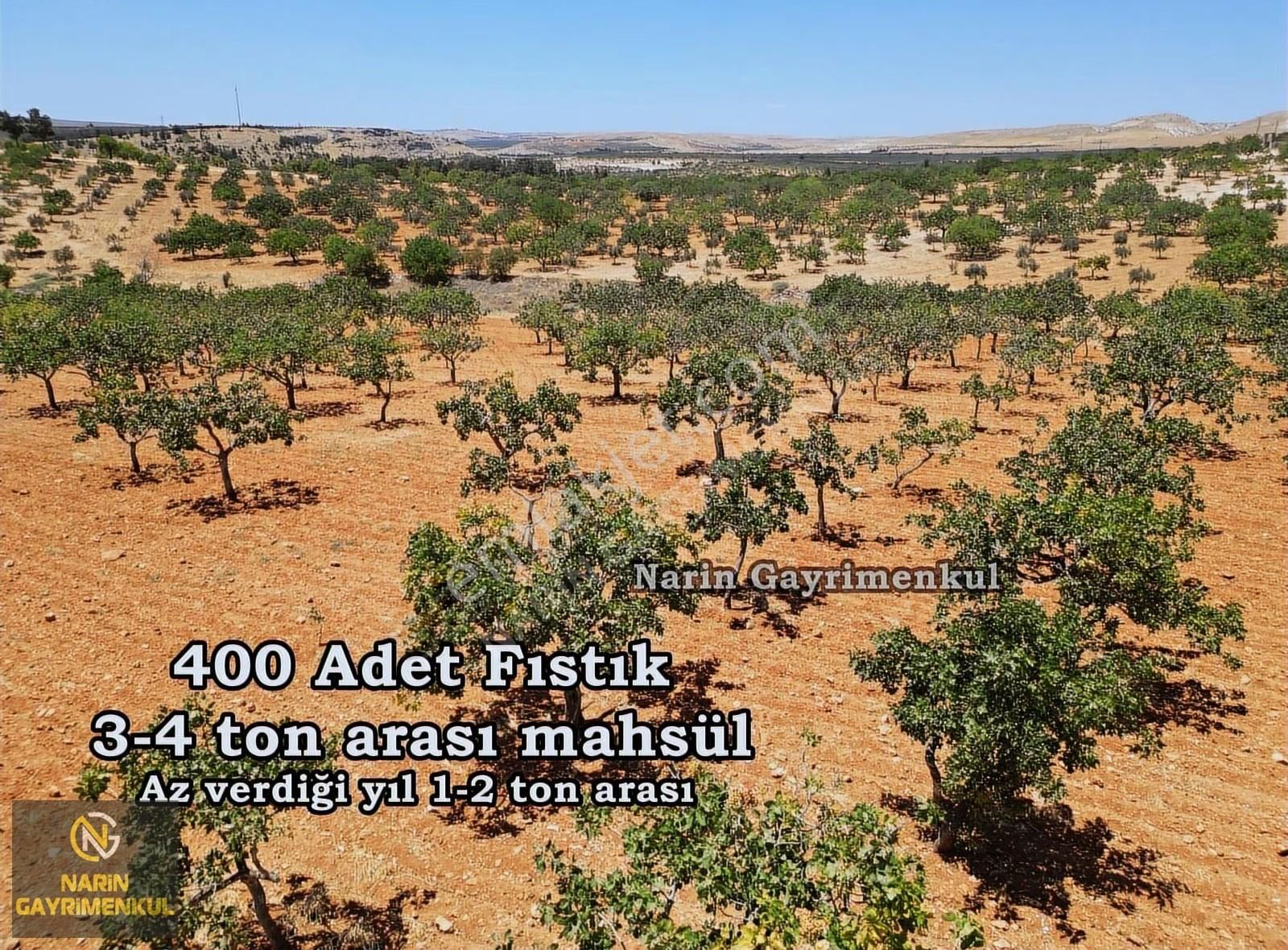 Şahinbey Bostancık 400 Fıstık, 2 Ton Ürün,resmi Yol, Kuyu Var - Görsel 12