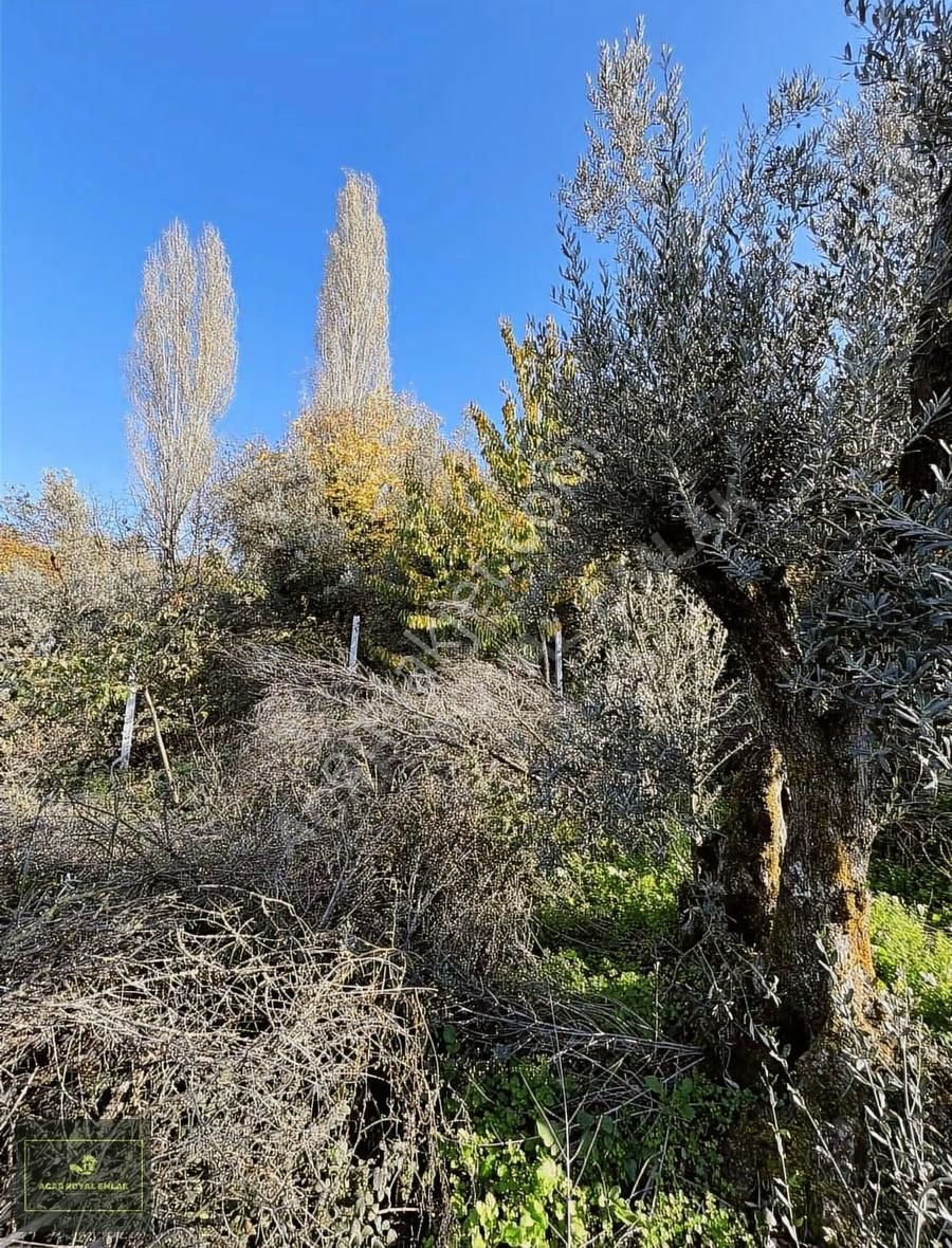 Acar Royal'den Gürlede Asfalt Kenarı Hobi Bahçesi - Görsel 28