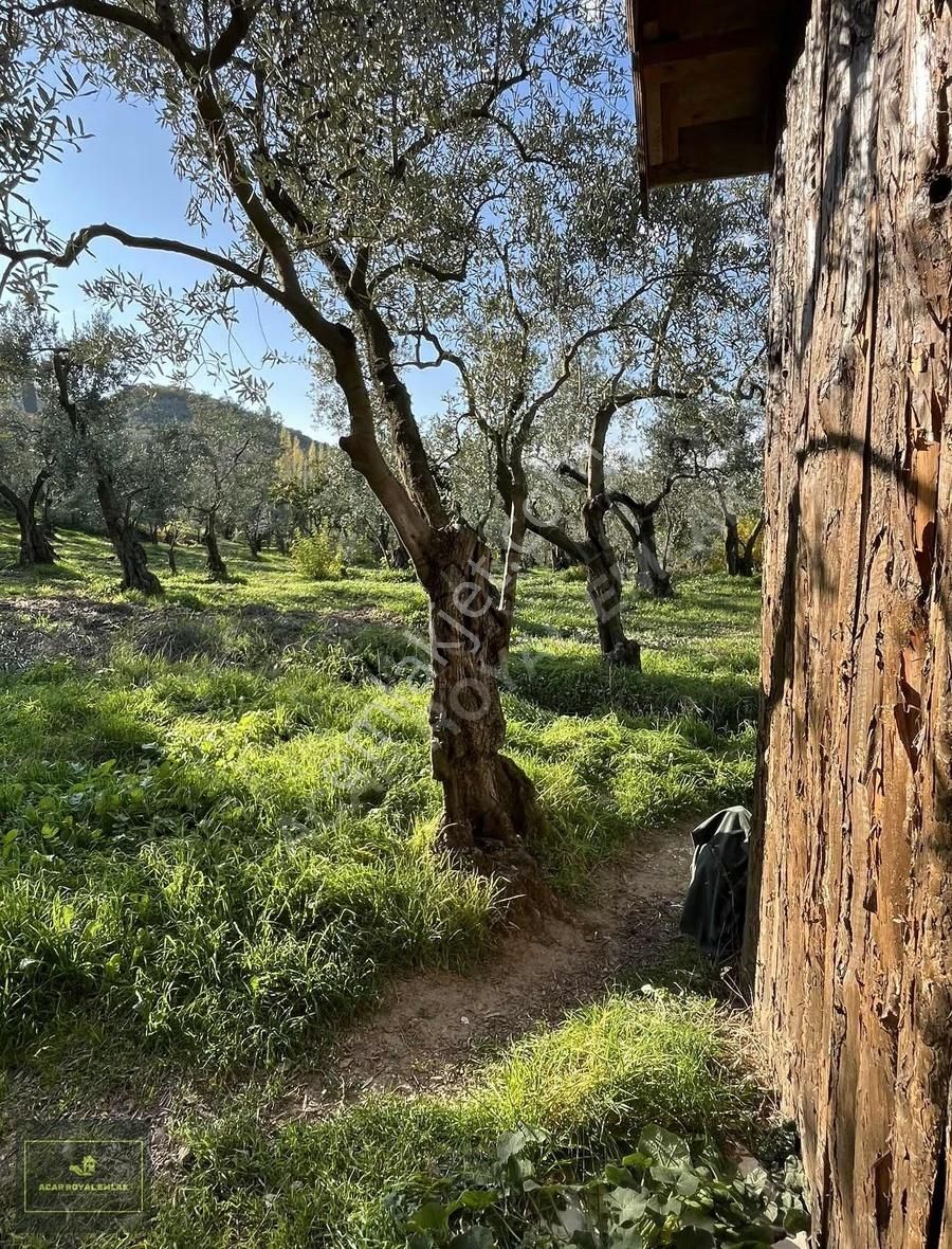 Acar Royal'den Gürlede Asfalt Kenarı Hobi Bahçesi - Görsel 5