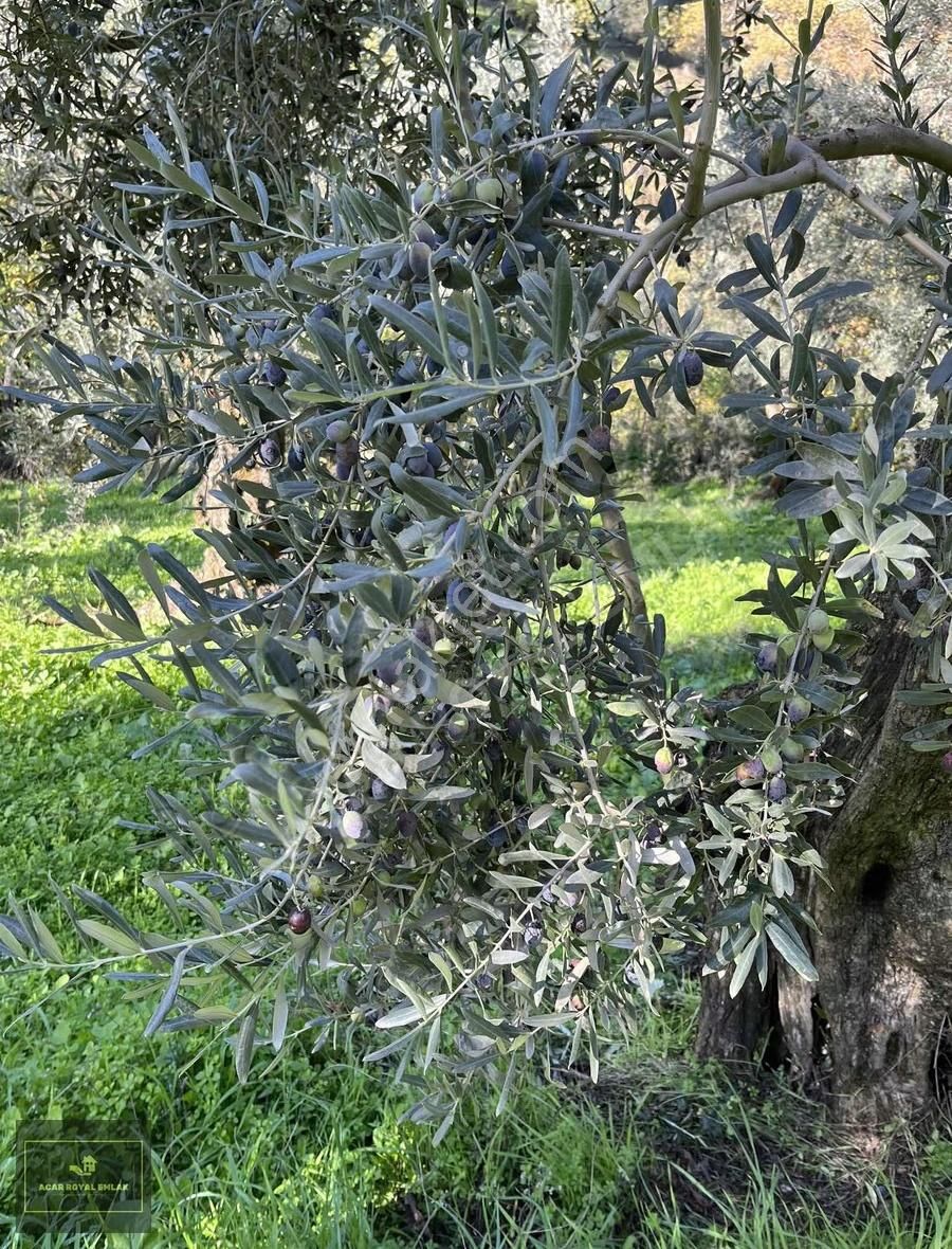 Acar Royal'den Karsakta Verimli Zeytinlik - Görsel 24