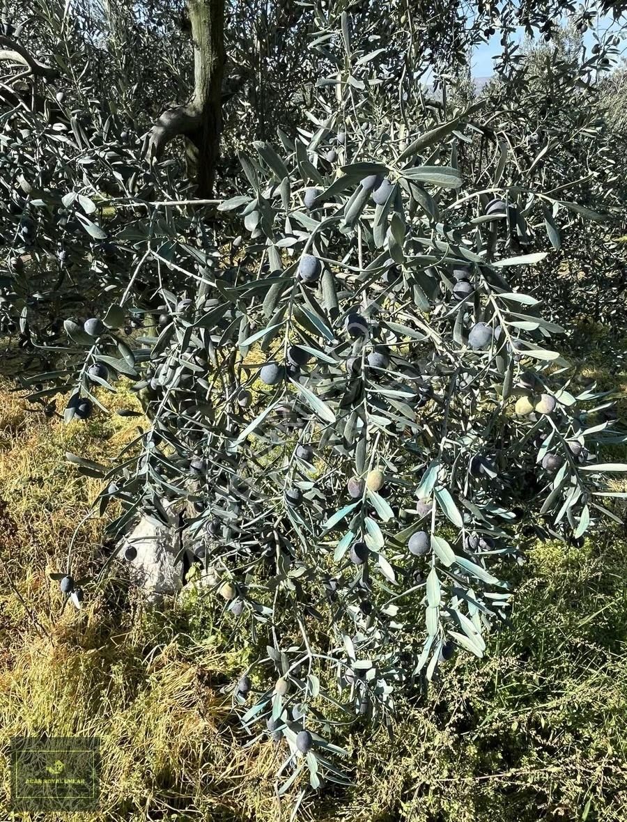 2 Ayrı Tapu 3917 M2 Karsakta Ticari Depolama İmarlı Arsa - Görsel 3