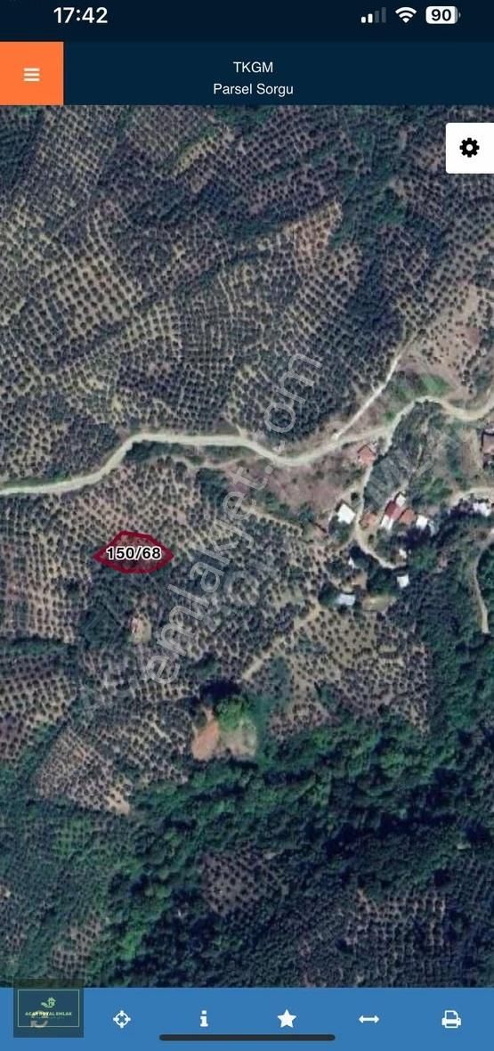 Acar Royal'den Uygun Fiyata Zeytinlik