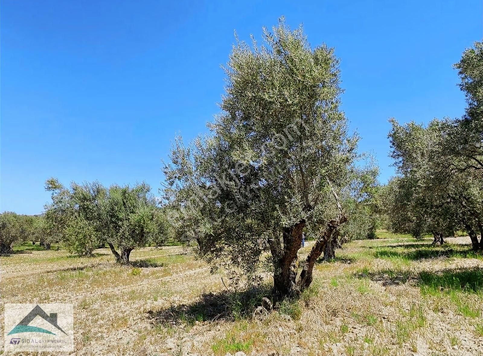 Sidal'dan Satılık Kepeneklide Zeytinlik