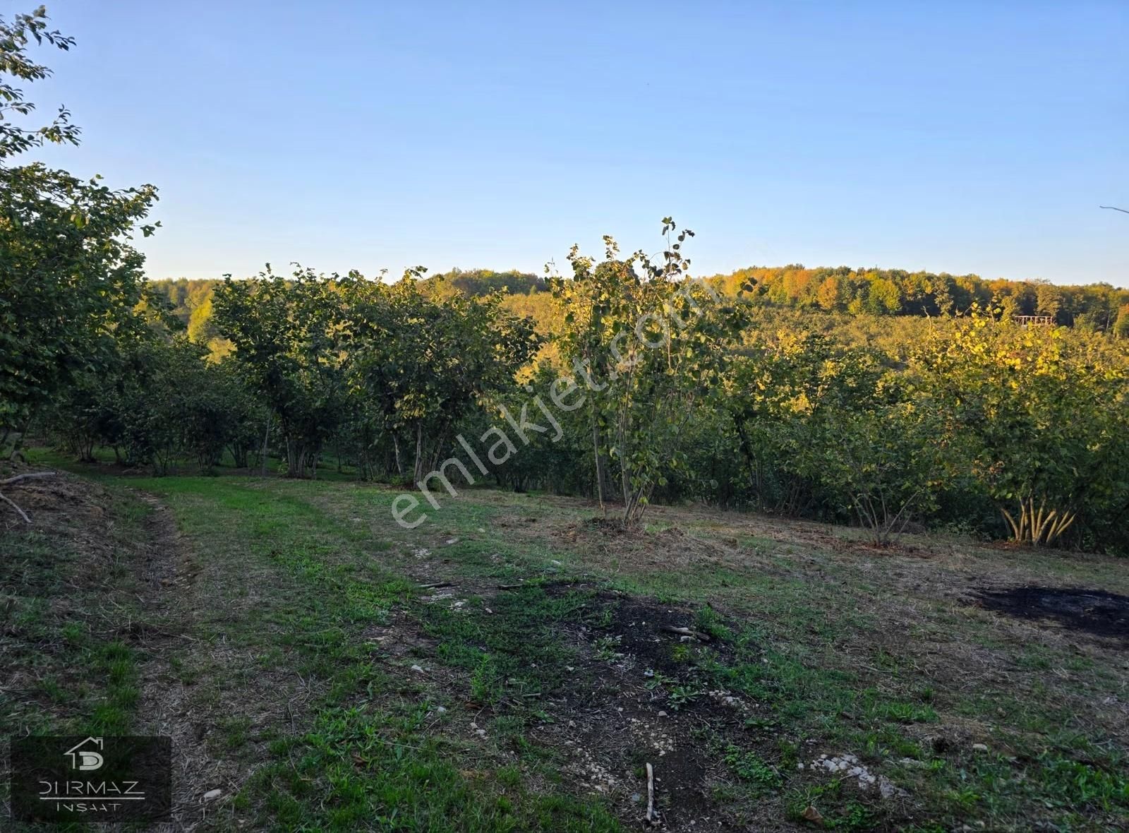 Sakarya'nin En Nadir Doğa Parçası, Dere, Kaynak Suyu, Fındık. - Görsel 31