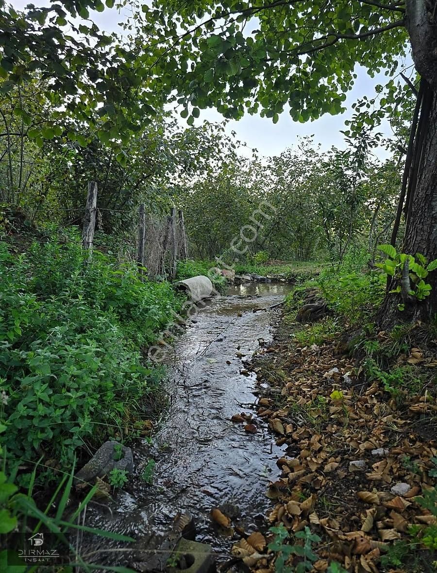 Sakarya'nin En Nadir Doğa Parçası, Dere, Kaynak Suyu, Fındık. - Görsel 6