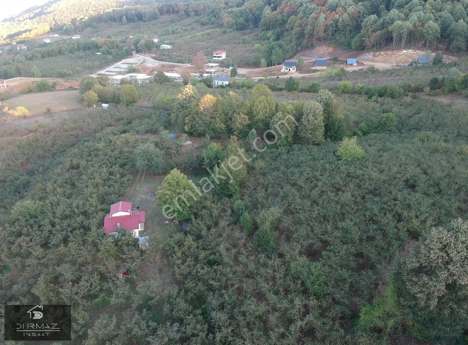 Sakarya'nin En Nadir Doğa Parçası, Dere, Kaynak Suyu, Fındık. - Görsel 16